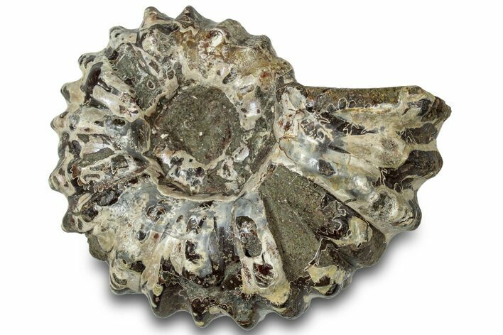 Bumpy Ammonite (Douvilleiceras) Fossil - Madagascar #308954